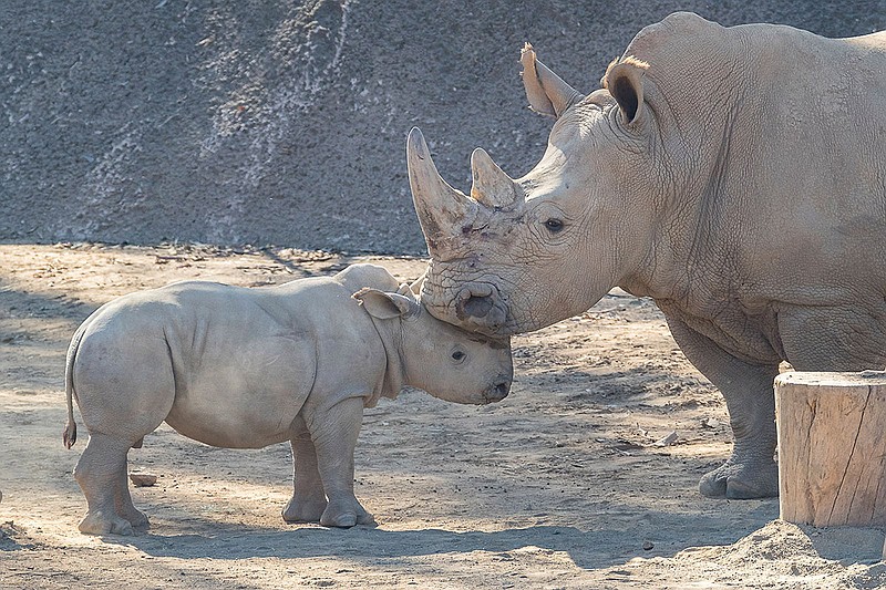 Safari Park’s Rhino Calf Meets Other Rhino For First Time Since Birth