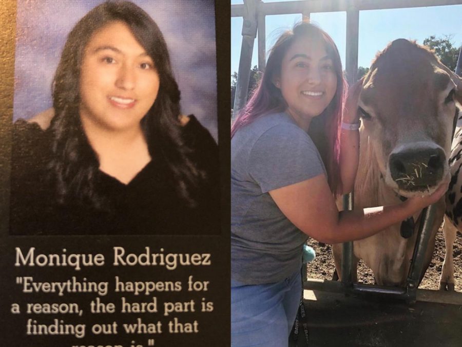 Monique Rodriguez in her senior year (left). Monique visiting the Tereco cows at Davis (right).