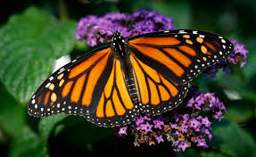 Monarch butterfly