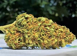 This is a very rare sativa strain Marijuana bud, known as Pineapple Express