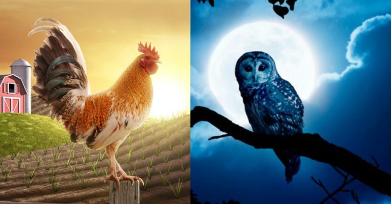http://jjhartly.com/blog/writing/early-birds-versus-night-owls-who-will-win/