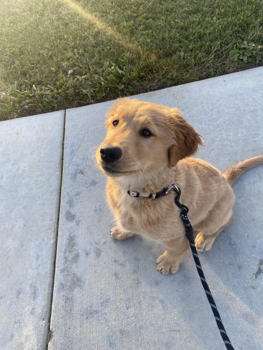 12 week old golden retriever puppy named Koda 