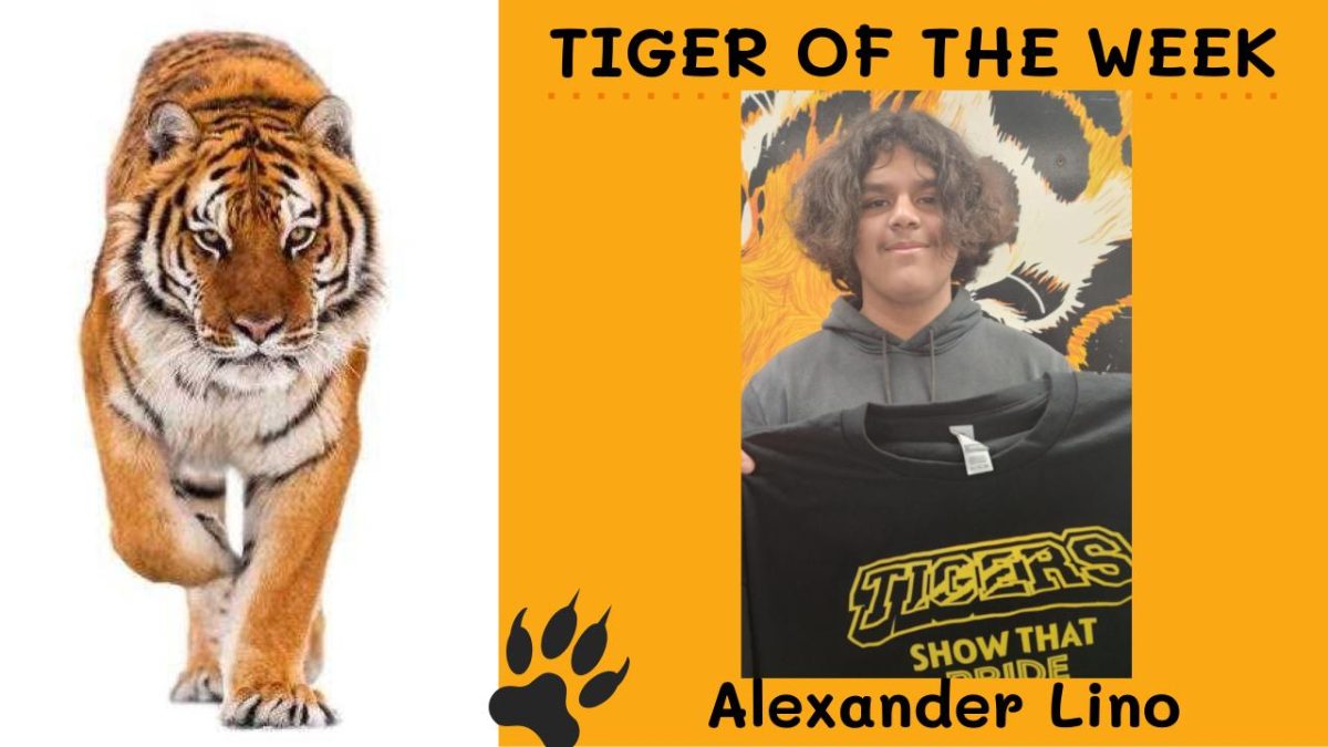 Tiger of the Week:  Alexander Lino