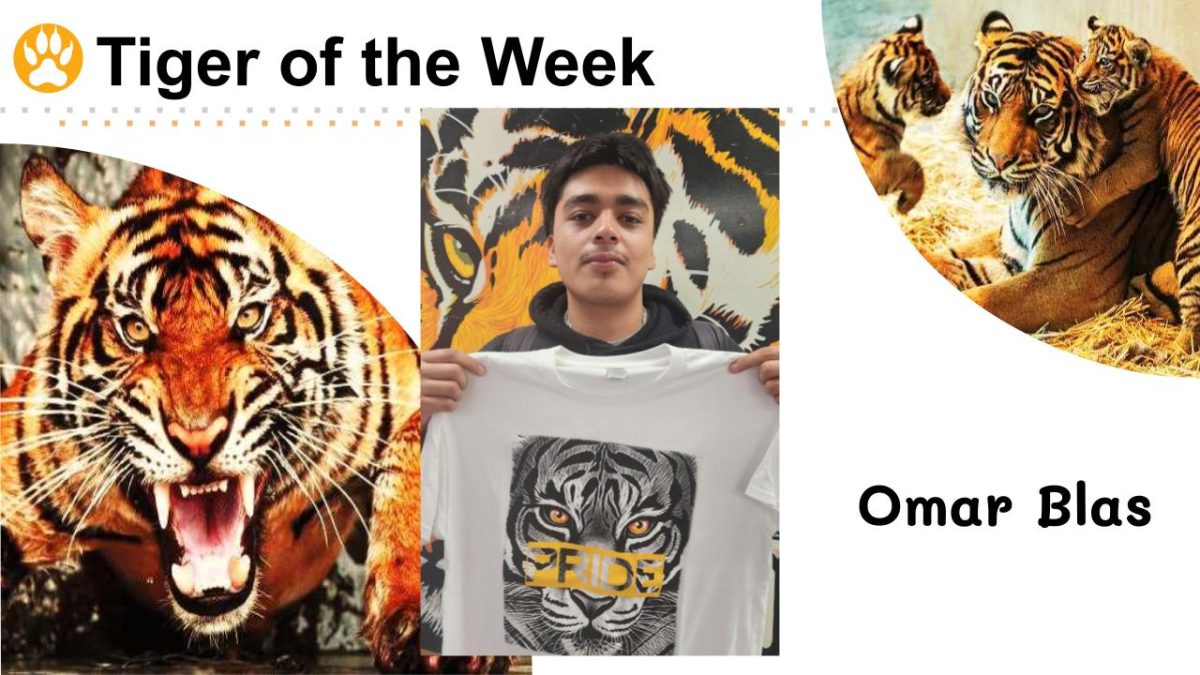 Tiger of the Week:  Omar Blas