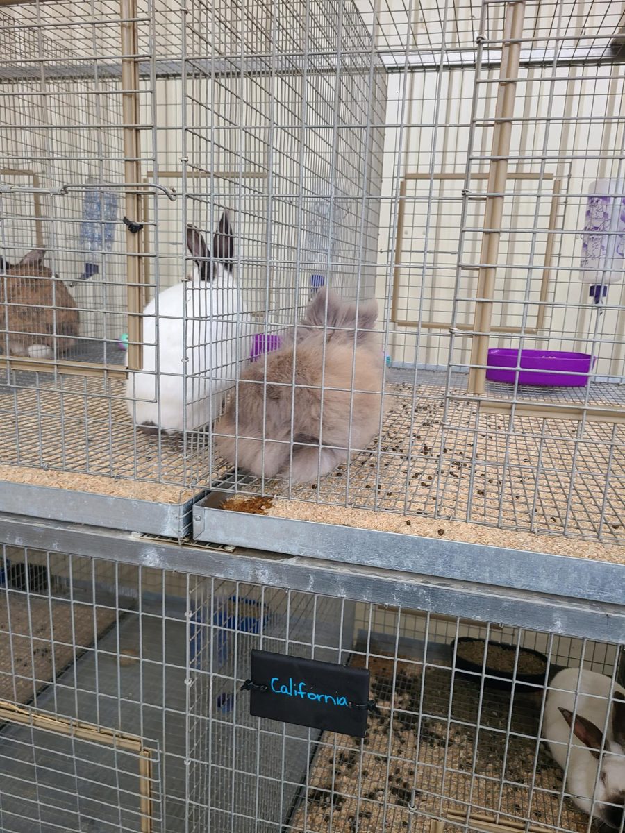 bunnies for show at the fair