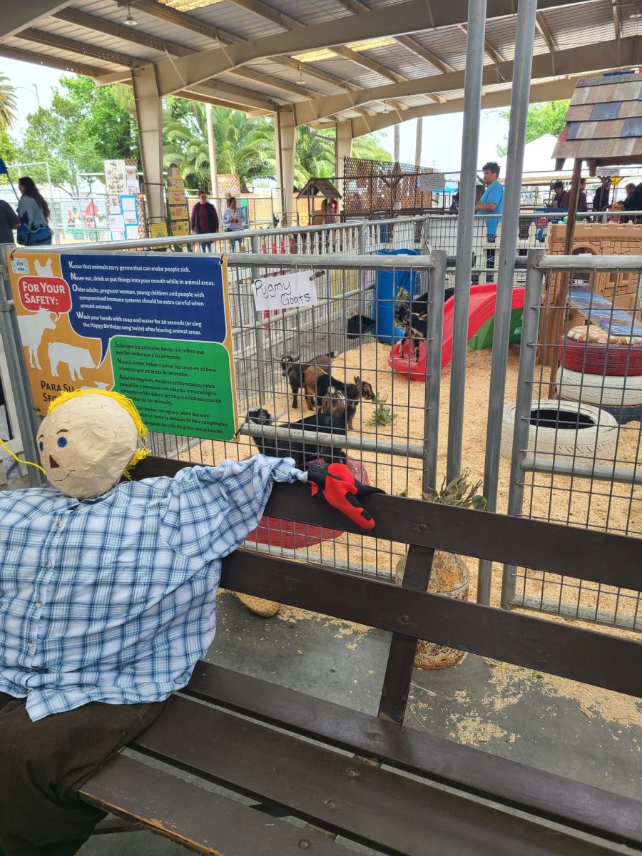 Goats for petting