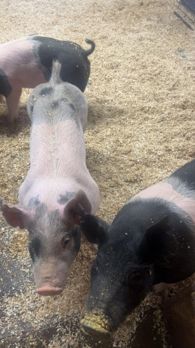 Pigs are often the most popular SAE project among students.