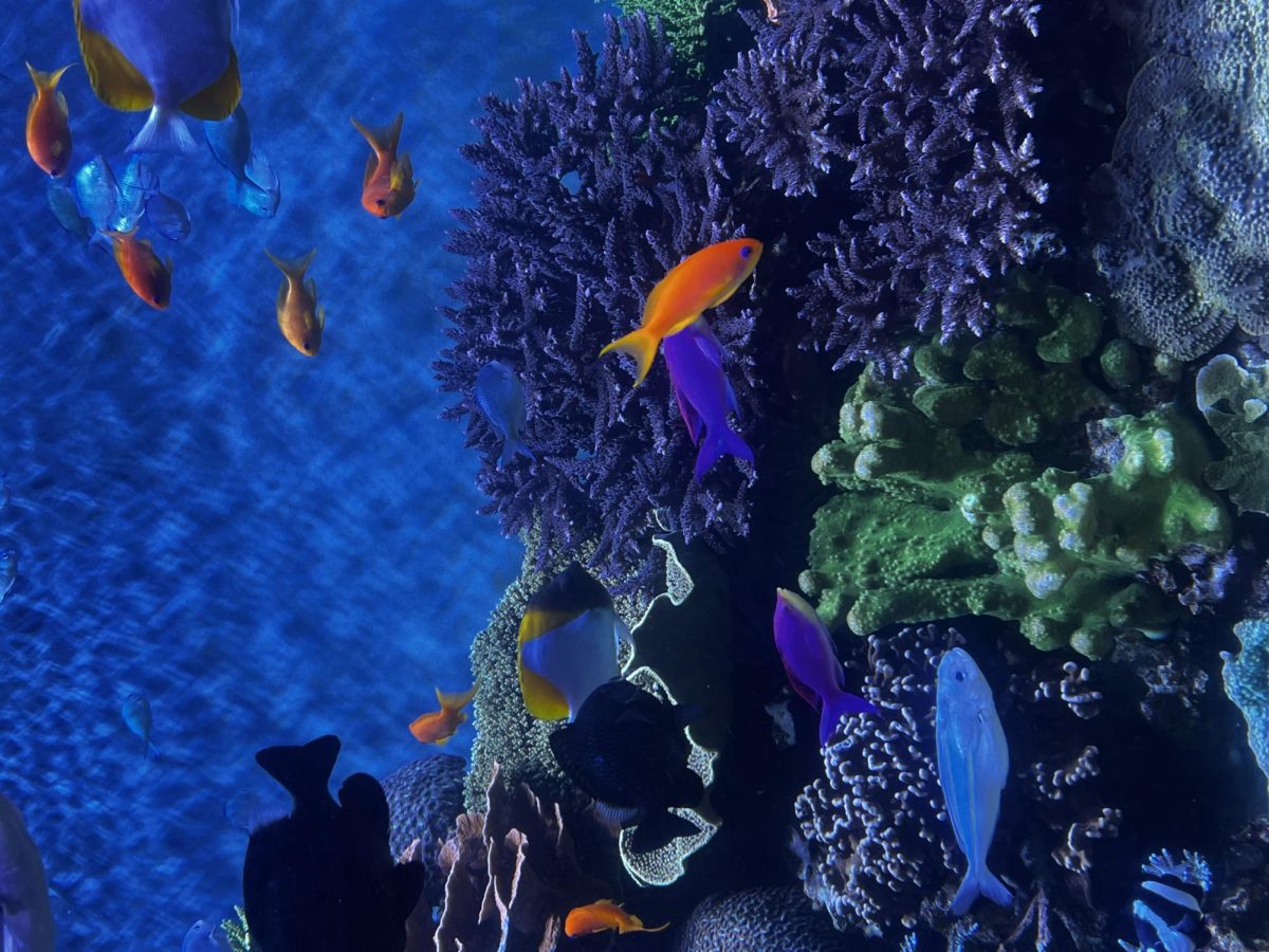 The aquarium is one relaxing and cool spots to visit this summer.